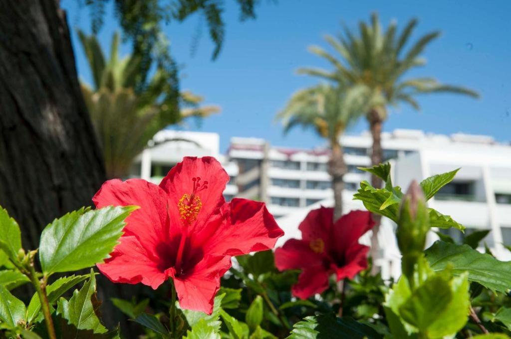 Optimist Las Americas Playa de las Américas Exterior foto